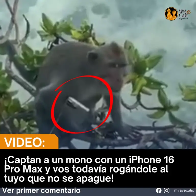 ¡Captan a un mono con un iPhone 16 Pro Max y vos todavía rogándole al tuyo que no se apague! 😩📱